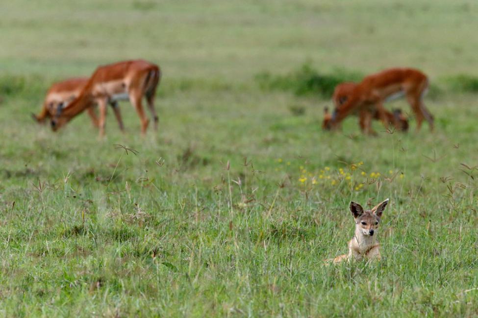 Chacal de dorso negro (Canis mesomelas)